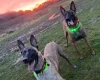 Belgian Shepherd Dog Malinois