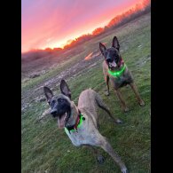 Belgian Shepherd Dog Malinois