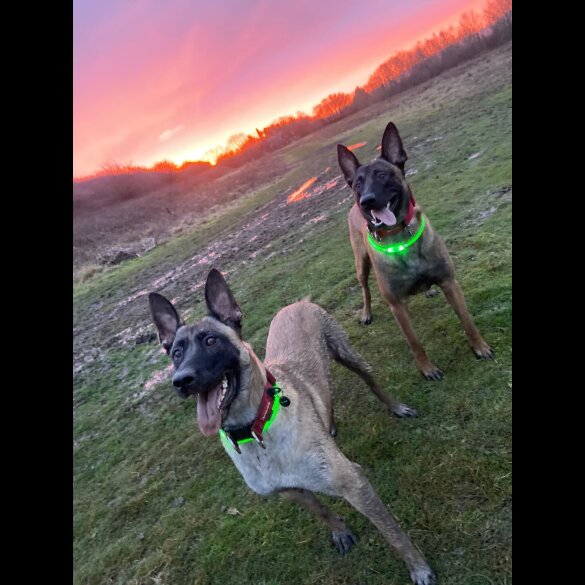 Belgian Shepherd Dog Malinois