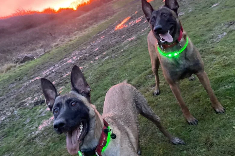 Belgian Shepherd Dog Malinois
