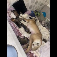 Belgian Shepherd Dog Malinois