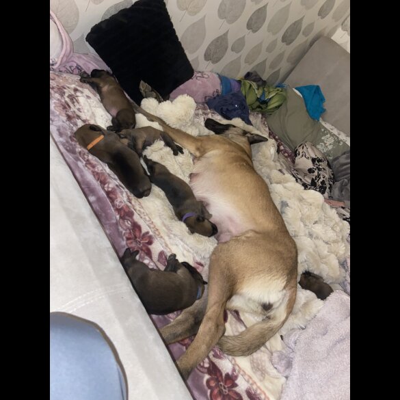 Belgian Shepherd Dog Malinois