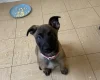 Belgian Shepherd Dog Malinois