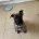 Belgian Shepherd Dog Malinois