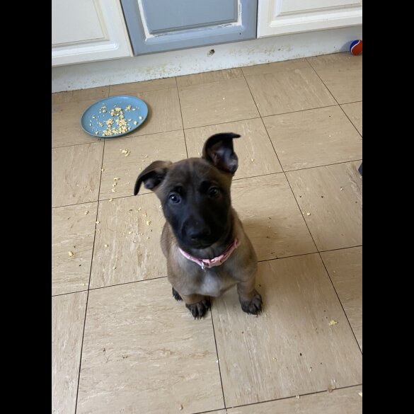 Belgian Shepherd Dog Malinois