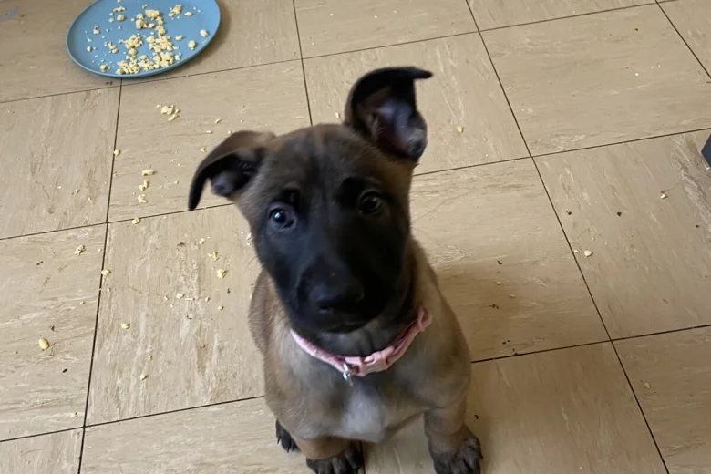 Belgian Shepherd Dog Malinois