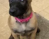Belgian Shepherd Dog Malinois