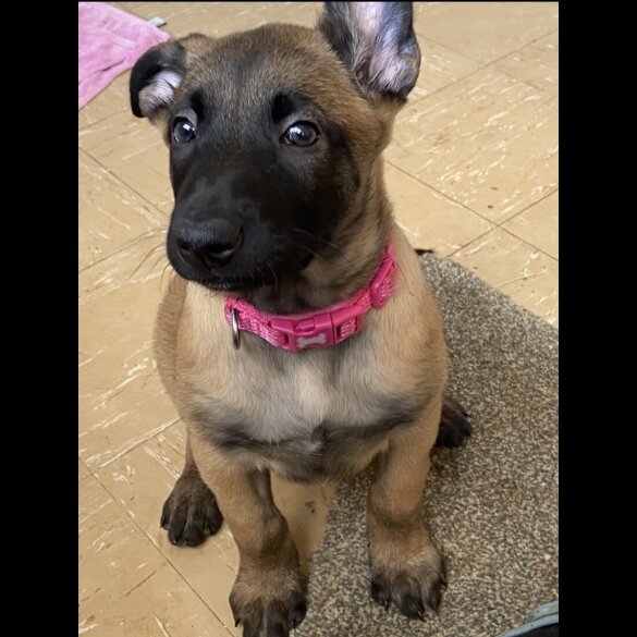 Belgian Shepherd Dog Malinois