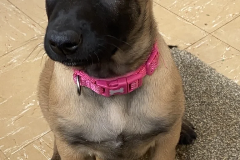Belgian Shepherd Dog Malinois