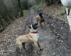 Belgian Shepherd Dog Malinois