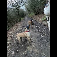 Belgian Shepherd Dog Malinois