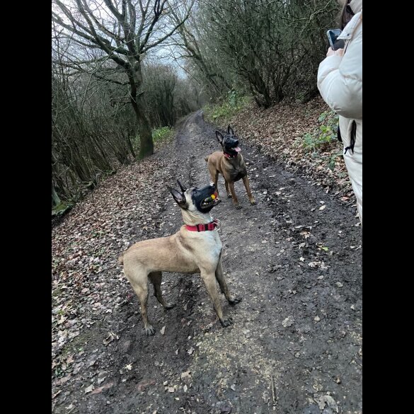 Belgian Shepherd Dog Malinois