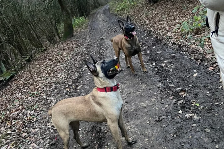 Belgian Shepherd Dog Malinois