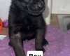 Belgian Shepherd Dog (Groenendael)
