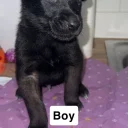 Belgian Shepherd Dog (Groenendael)