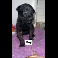 Belgian Shepherd Dog (Groenendael)