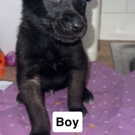 Belgian Shepherd Dog (Groenendael)