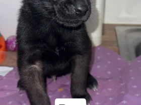 Belgian Shepherd Dog (Groenendael)