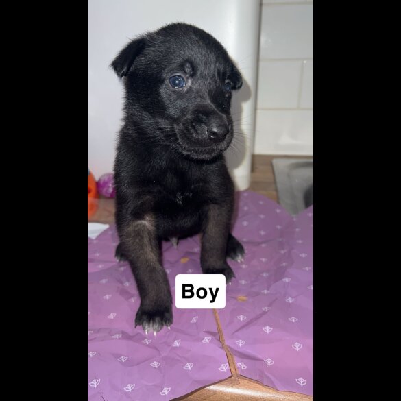 Belgian Shepherd Dog (Groenendael)