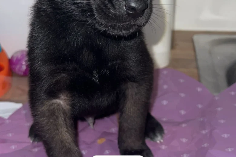 Belgian Shepherd Dog (Groenendael)
