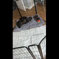 Belgian Shepherd Dog (Groenendael)