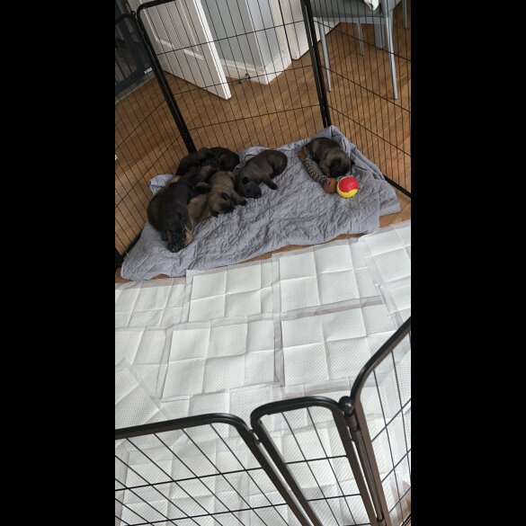 Belgian Shepherd Dog (Groenendael)