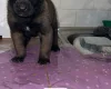 Belgian Shepherd Dog (Groenendael)