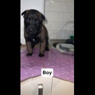 Belgian Shepherd Dog (Groenendael)