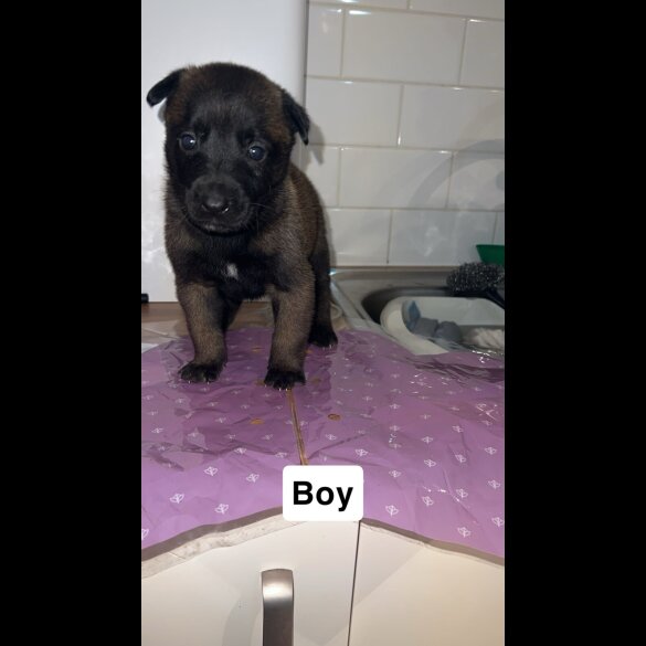 Belgian Shepherd Dog (Groenendael)