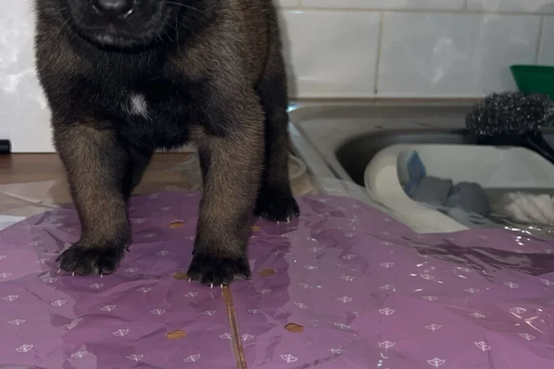 Belgian Shepherd Dog (Groenendael)