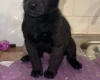 Belgian Shepherd Dog (Groenendael)