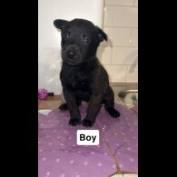 Belgian Shepherd Dog (Groenendael)