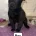 Belgian Shepherd Dog (Groenendael)
