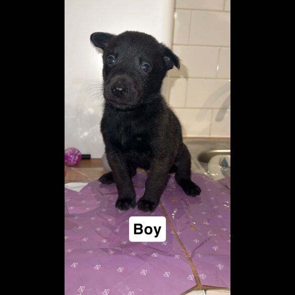 Belgian Shepherd Dog (Groenendael)