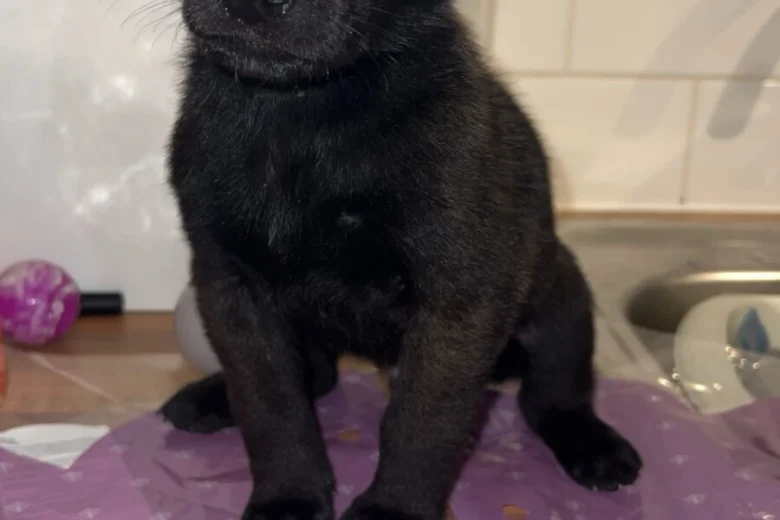 Belgian Shepherd Dog (Groenendael)