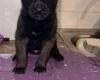 Belgian Shepherd Dog (Groenendael)