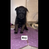 Belgian Shepherd Dog (Groenendael)