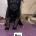 Belgian Shepherd Dog (Groenendael)