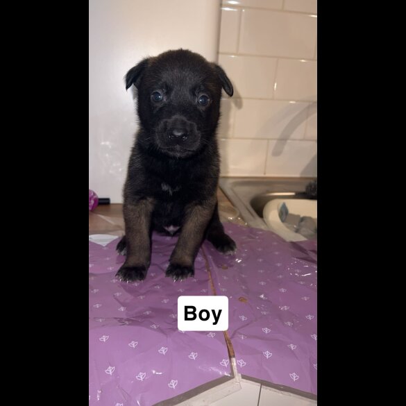 Belgian Shepherd Dog (Groenendael)