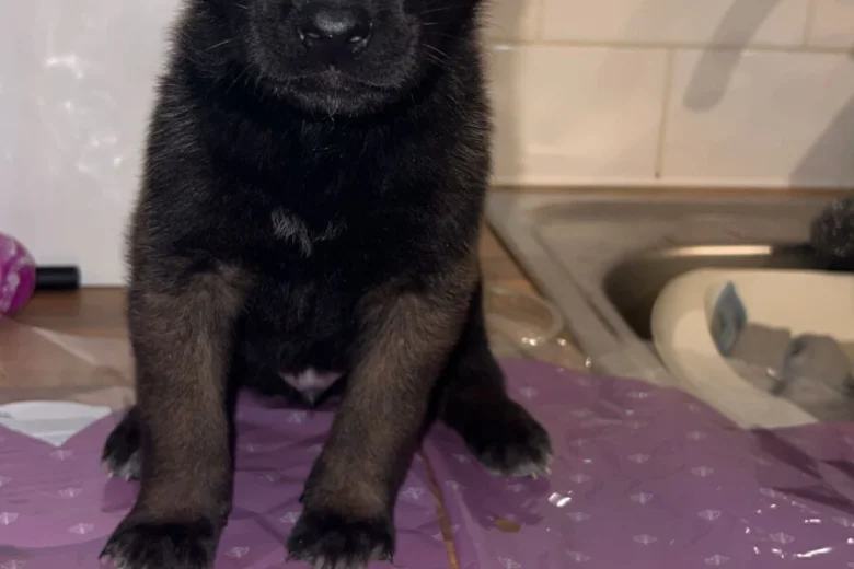 Belgian Shepherd Dog (Groenendael)
