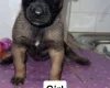 Belgian Shepherd Dog (Groenendael)