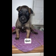 Belgian Shepherd Dog (Groenendael)