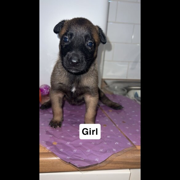 Belgian Shepherd Dog (Groenendael)