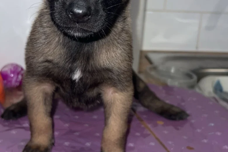Belgian Shepherd Dog (Groenendael)