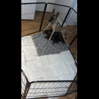 Belgian Shepherd Dog (Groenendael)