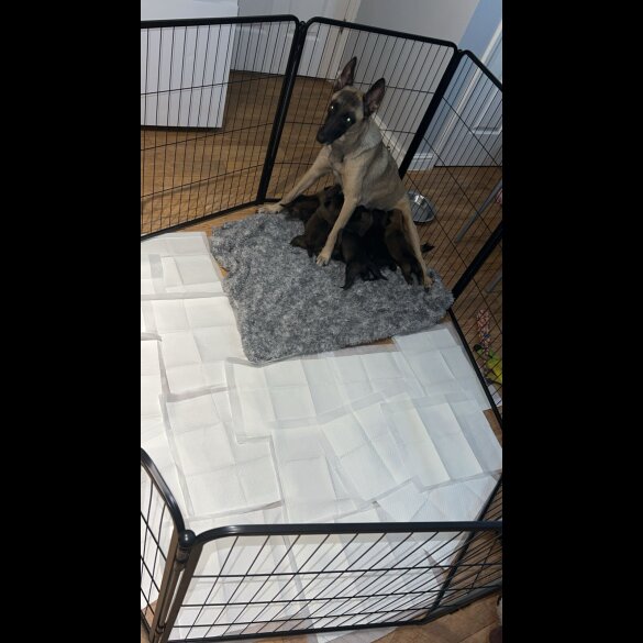 Belgian Shepherd Dog (Groenendael)