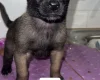 Belgian Shepherd Dog (Groenendael)
