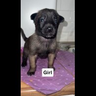 Belgian Shepherd Dog (Groenendael)