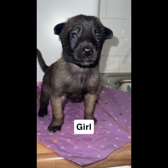 Belgian Shepherd Dog (Groenendael)