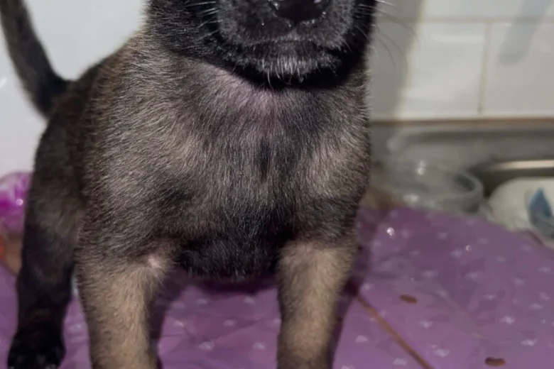 Belgian Shepherd Dog (Groenendael)